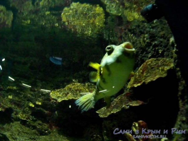 ribi-v-akvariume
