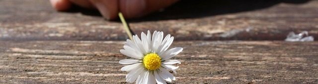 daisy
