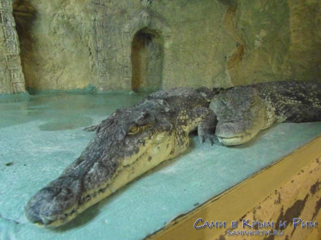 crocodil-v-ogidanii-obeda
