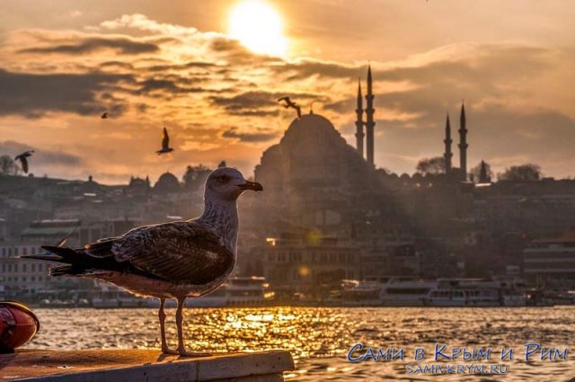 Чайка-на-фоне-Стамбула