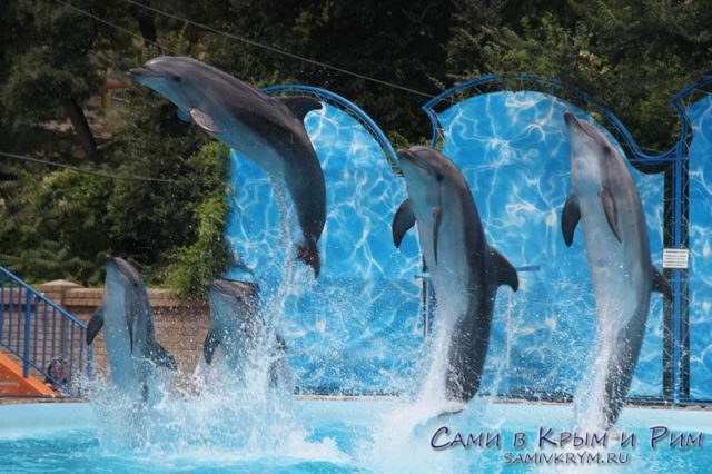 Дельфинарии-Крыма