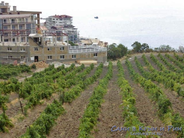 Виноградники в Отрадном