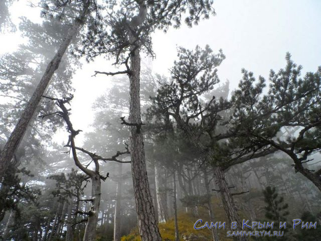 Зимний лес в Крыму