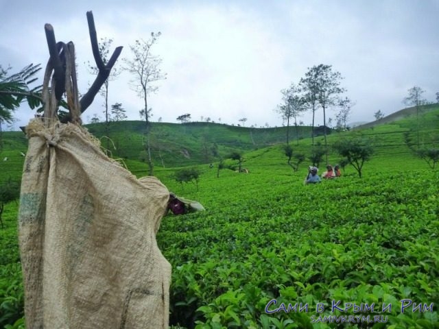 Чайные плантации на Шри Ланке