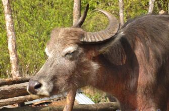 Непальские коровы