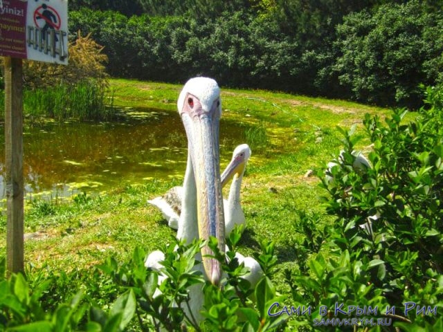 Добродушные пеликан