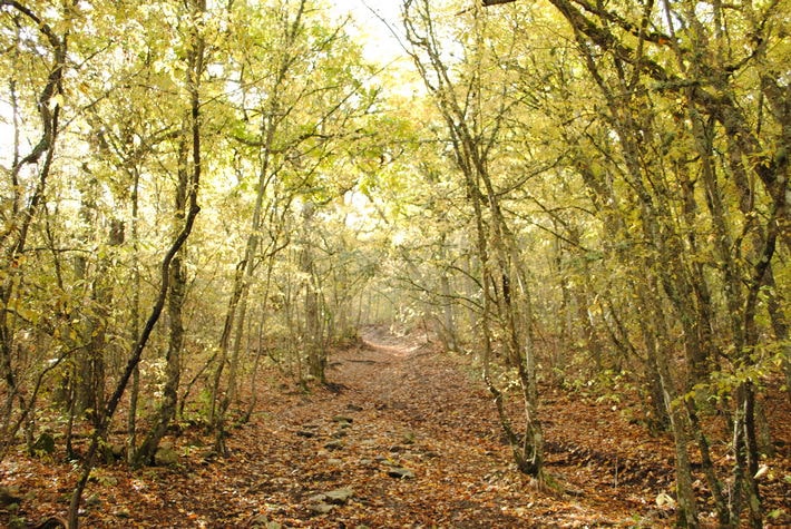 Пешком через лес