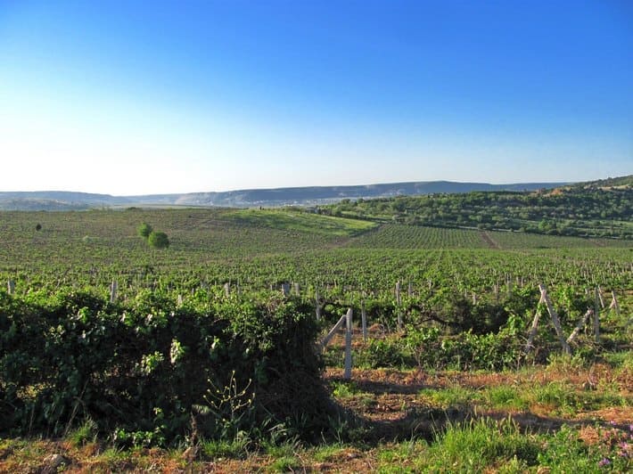 Черноречье виноградники